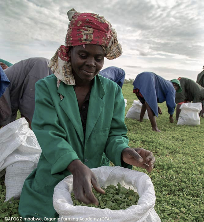 Organic certification of smallholder farmers in Zimbabwe
